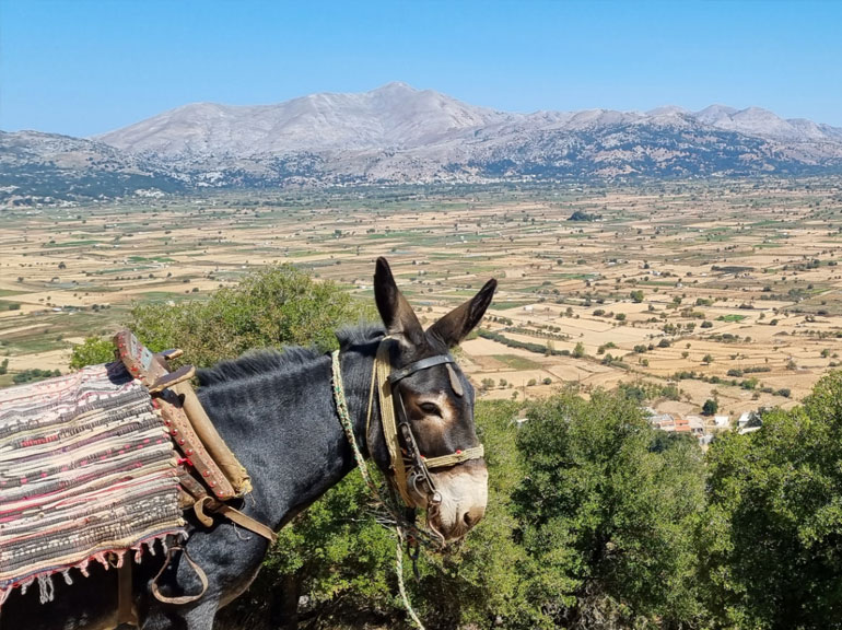 Lasithi Plateau