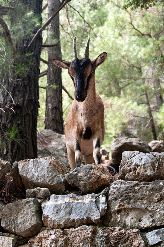 Samaria Gorge Excursion